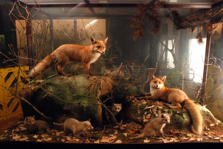 image of Red Fox (Vulpes vulpes)