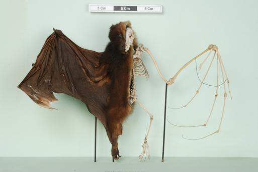 NH.24.41 - Flying Fox (Pteropus sp.)
