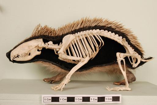 NH.24.14 - European Hedgehog (Erinaceus europaeus)