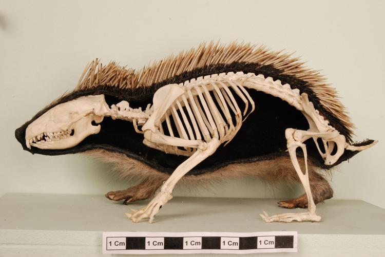 image of European Hedgehog (Erinaceus europaeus)