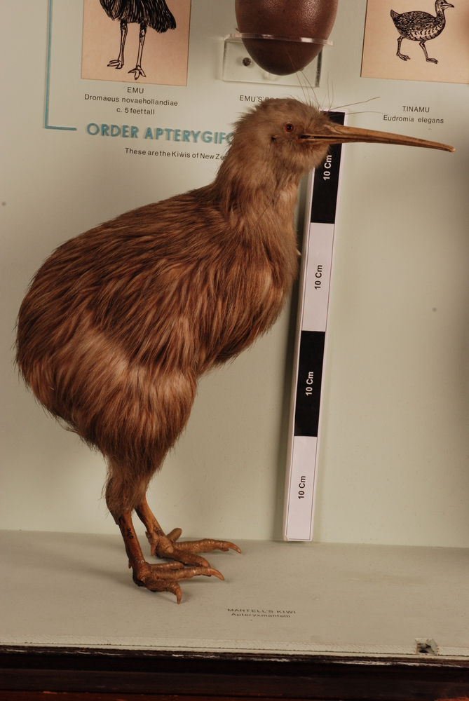 Image of North Island Kiwi