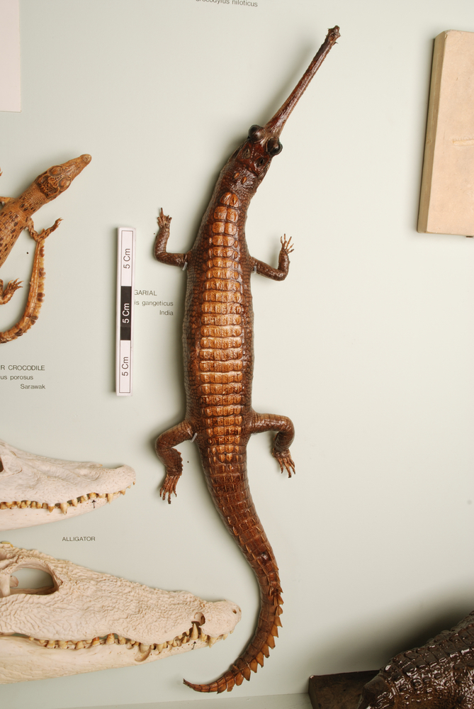 Dorsal view of whole of Horniman Museum object no NH.74.11.15