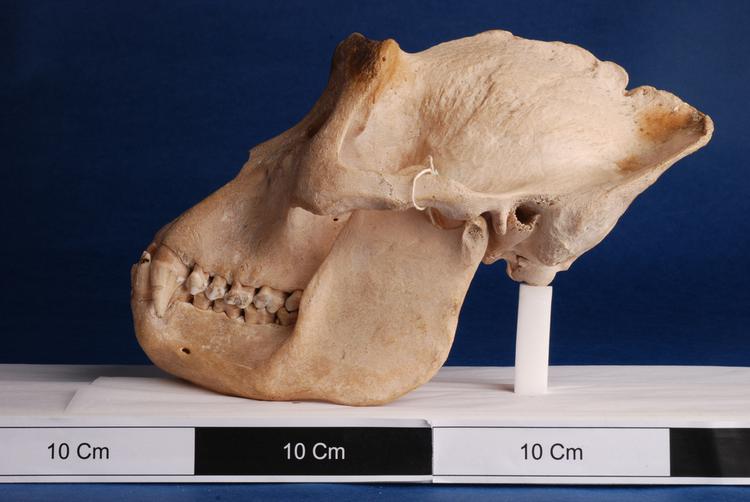 image of Western Lowland Gorilla (Gorilla gorilla)