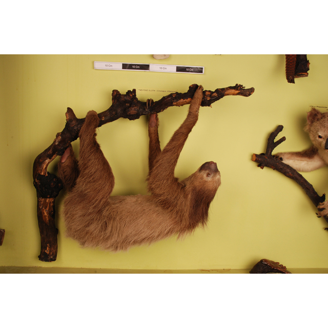 image of Linnaeus's Two-toed Sloth (Choloepus didactylus)