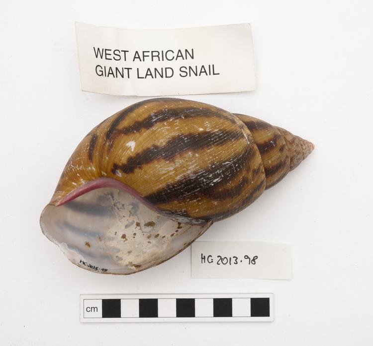 Image of null (Archachatina marginata)