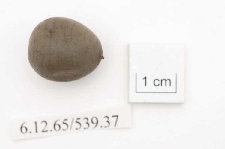 General view of whole of Horniman Museum object no 6.12.65/539.37