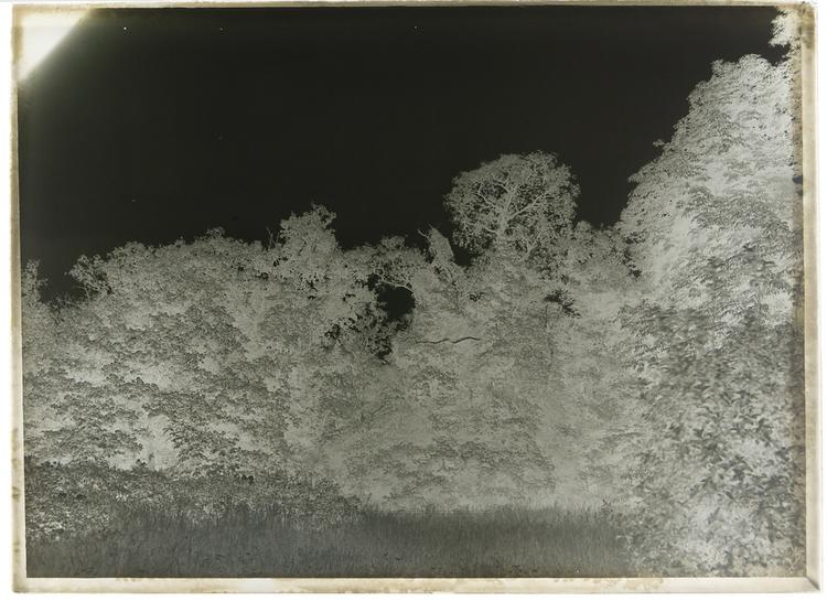 General View of whole-negative of Horniman Museum object no nn16766iii.10