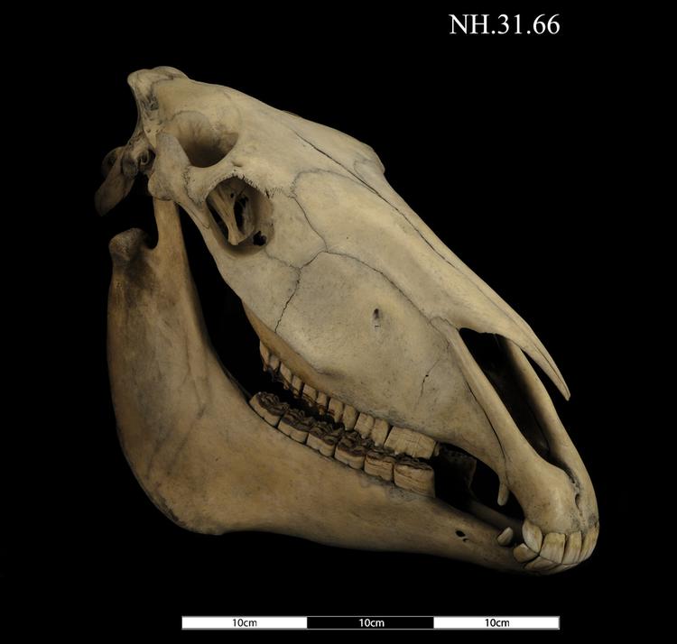 Right oblique view of whole of Horniman Museum object no NH.31.66