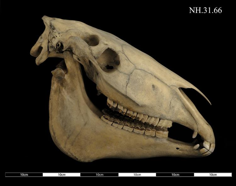 Right side of whole of Horniman Museum object no NH.31.66