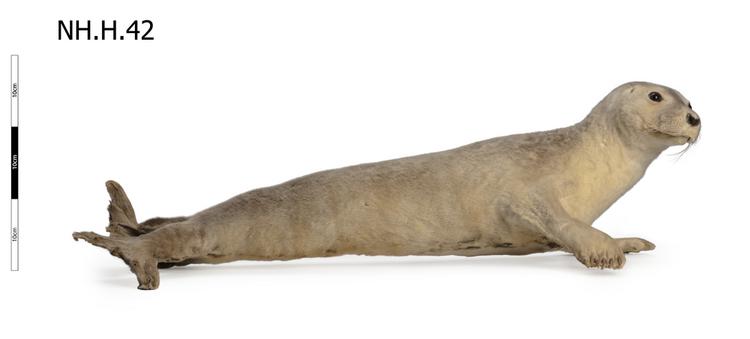 image of Harbour Seal (Phoca vitulina)