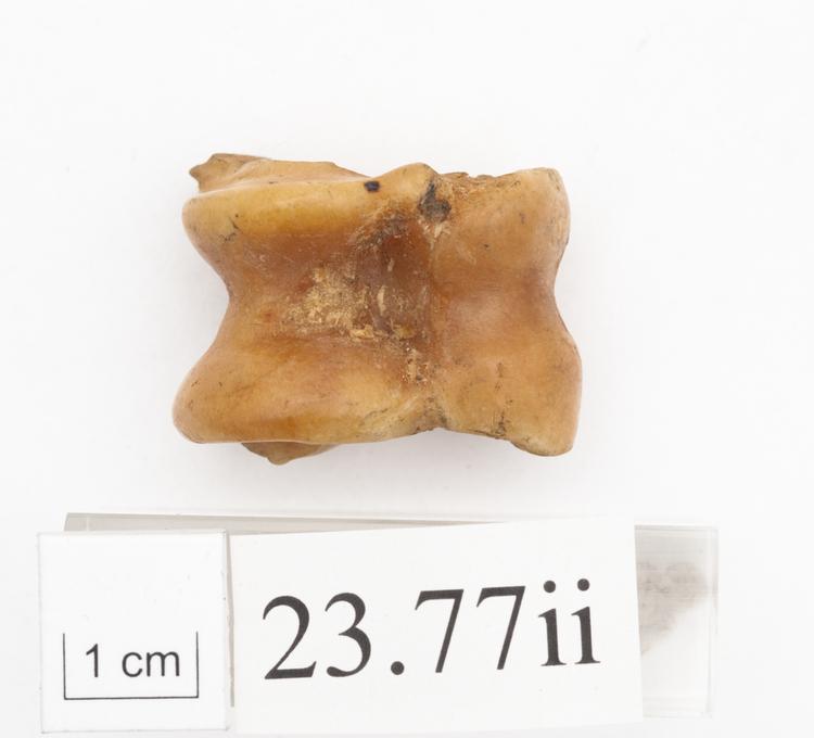 Image of knuckle bone; game piece