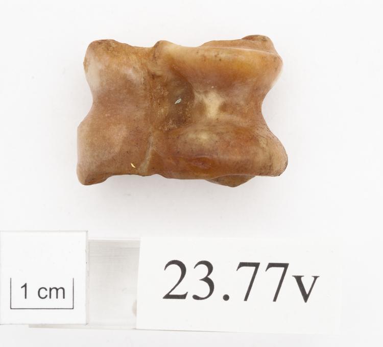 Image of knuckle bone; game piece