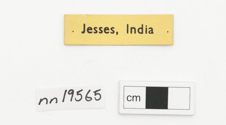 General view of label of Horniman Museum object no nn19565