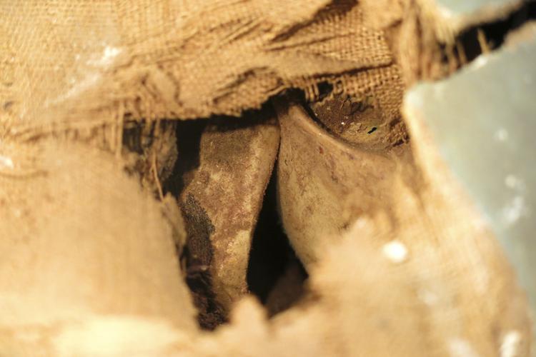 Detail of Bones inside hole of Horniman Museum object no 4512c