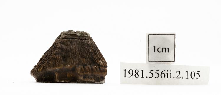 General view of whole of Horniman Museum object no 1981.556ii.2.105