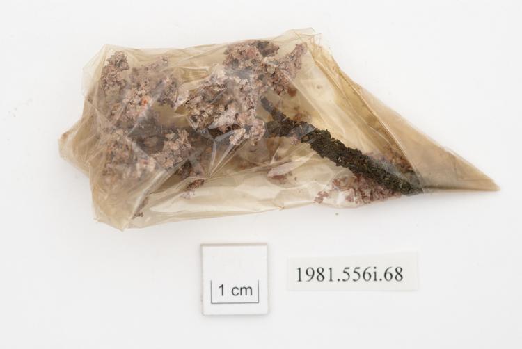 General view of whole of Horniman Museum object no 1981.556i.68