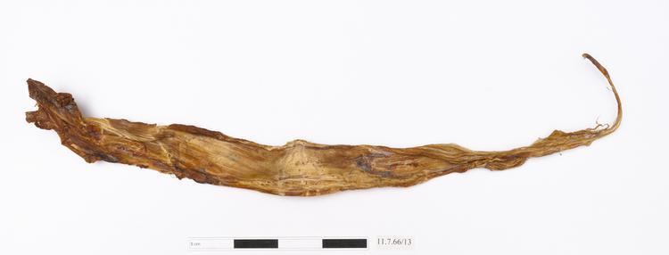 General view of whole of Horniman Museum object no 11.7.66/13