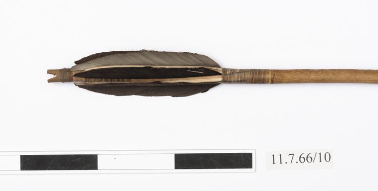 Detail view of fletching of Horniman Museum object no 11.7.66/10