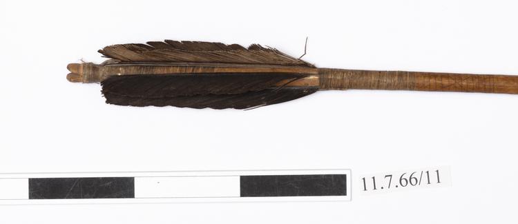 Detail view of fletching of Horniman Museum object no 11.7.66/11