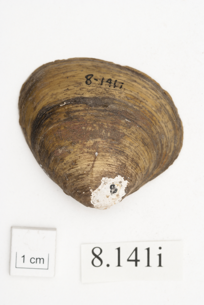image of General view of whole of Horniman Museum object no 8.141i
