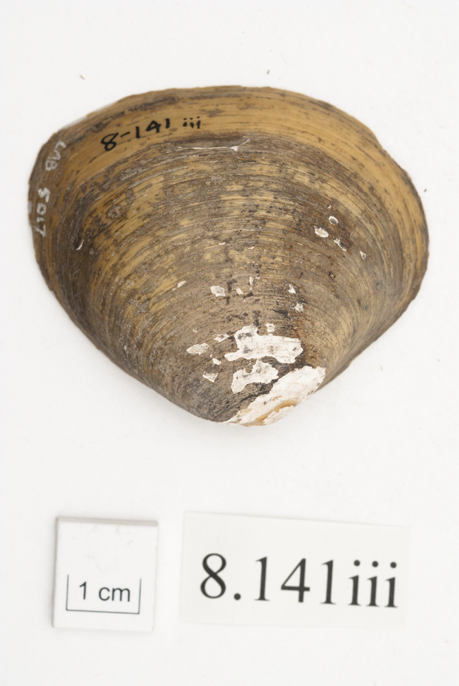 image of General view of whole of Horniman Museum object no 8.141iii