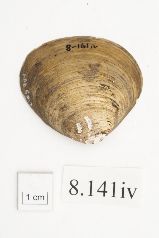 image of General view of whole of Horniman Museum object no 8.141iv