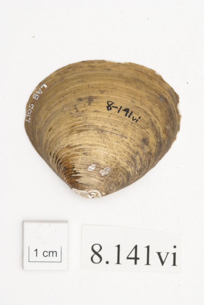 General view of whole of Horniman Museum object no 8.141vi