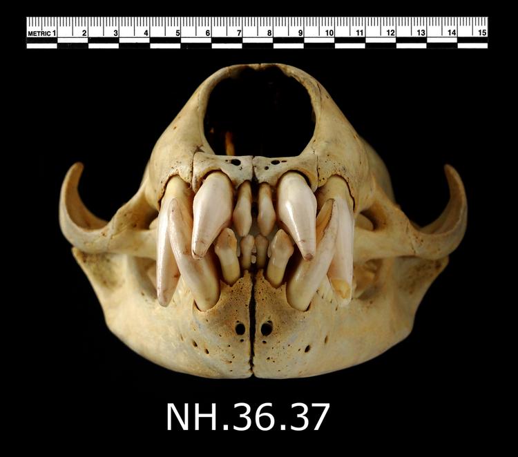 Anterior view of whole of Horniman Museum object no NH.36.37