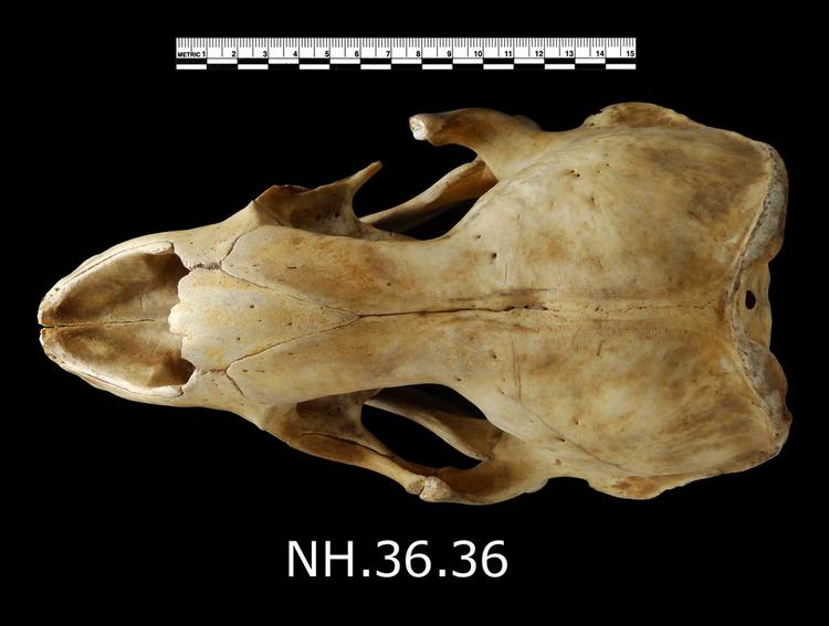 Dorsal view of whole of Horniman Museum object no NH.36.36