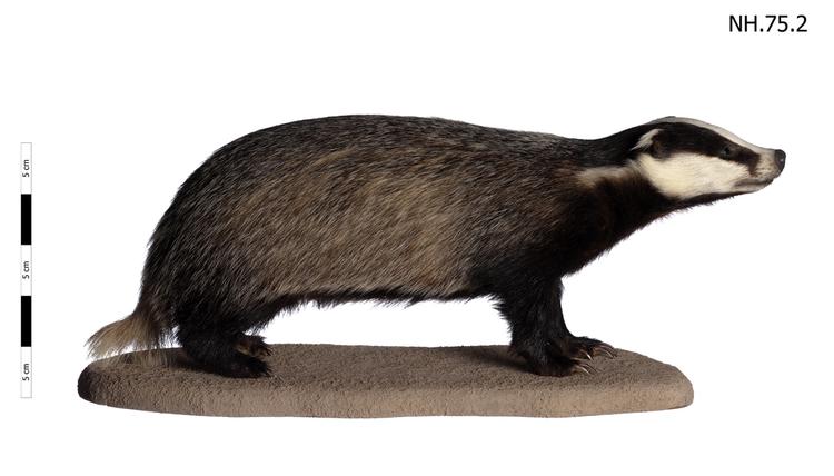 Image of Eurasian Badger