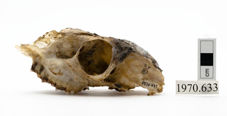 image of General view of whole of Horniman Museum object no 1970.633