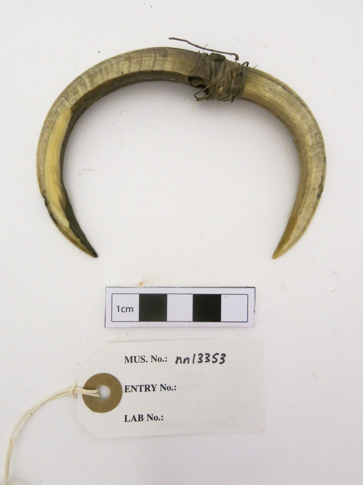 image of Frontal view of whole of Horniman Museum object no nn13353
