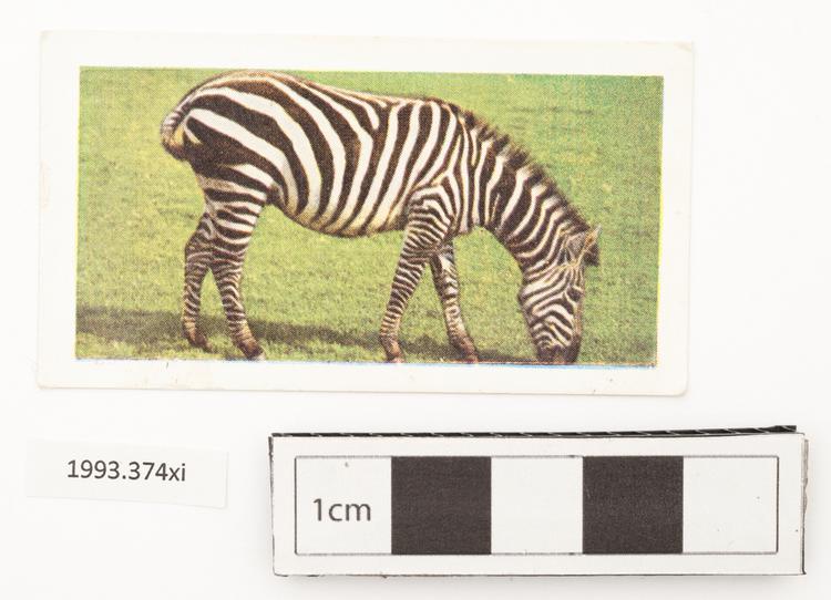 Frontal view of whole of Horniman Museum object no 1993.374.11