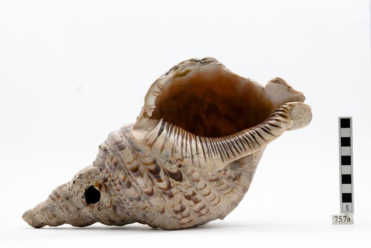 conch shell trumpet