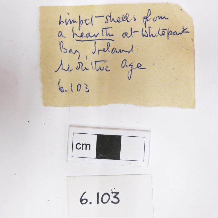 General view of label of Horniman Museum object no 6.103