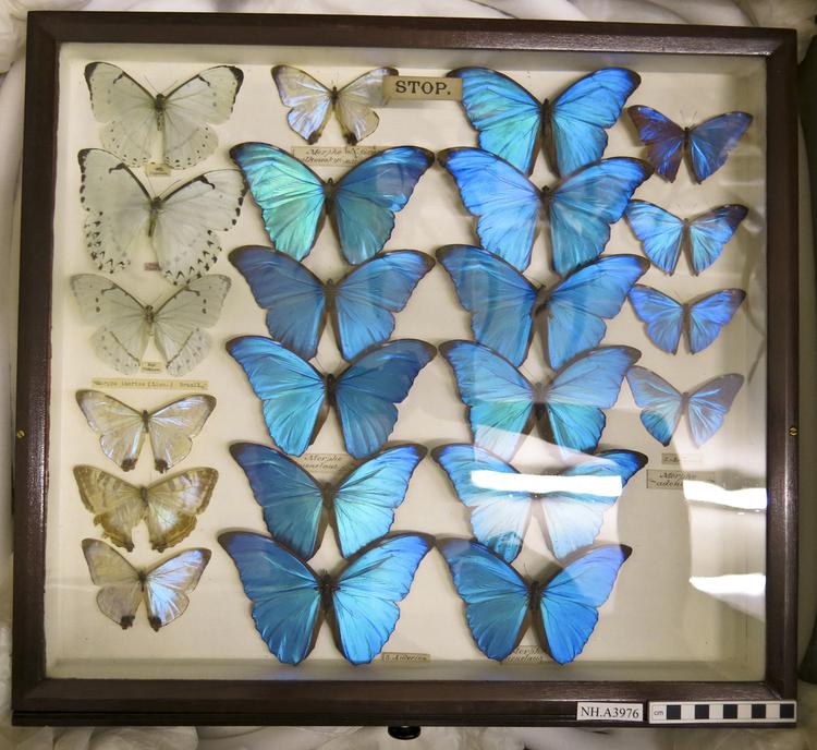 Image of butterfly
