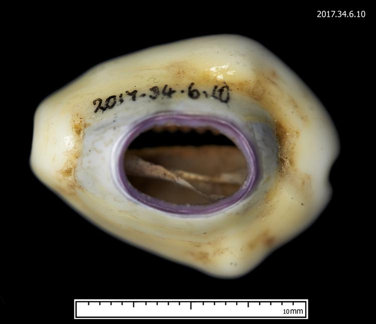 Image of divination object