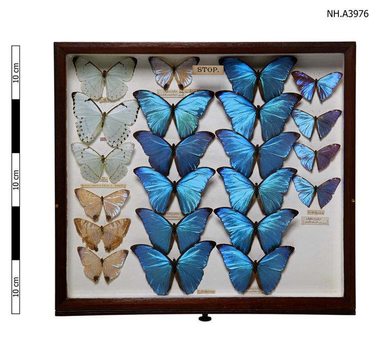 image of butterfly (Morpho)