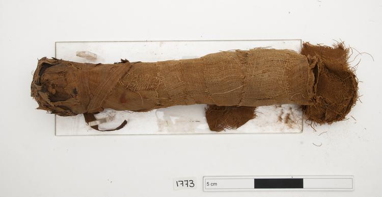 Image of cat mummy