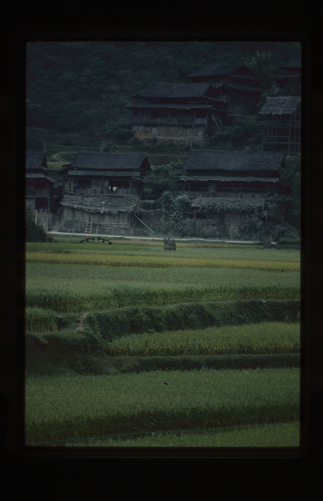 35mm slide: Rice fields
