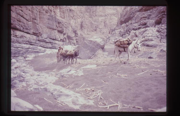 Slides taken in Muscat, Oman by Ann Douthwaite, 1973-1976