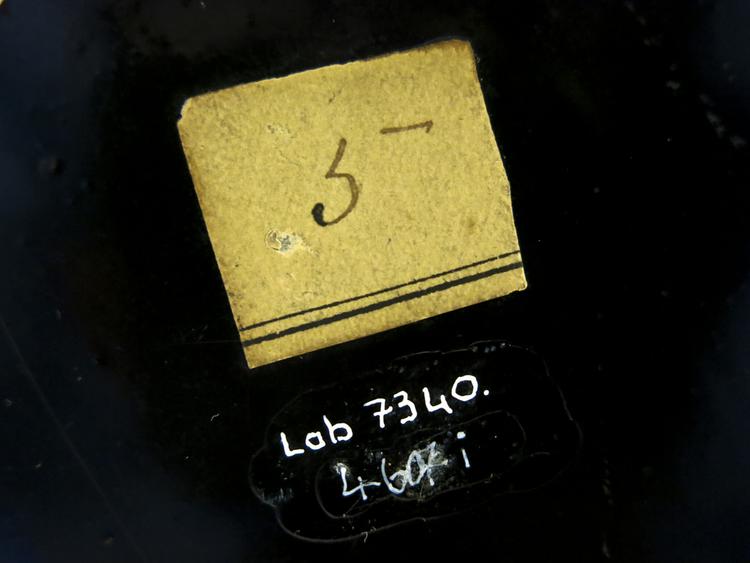 General view of label of Horniman Museum object no 4607