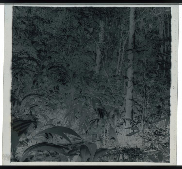 Image of Black and white negative of small creek in the middle of the forest