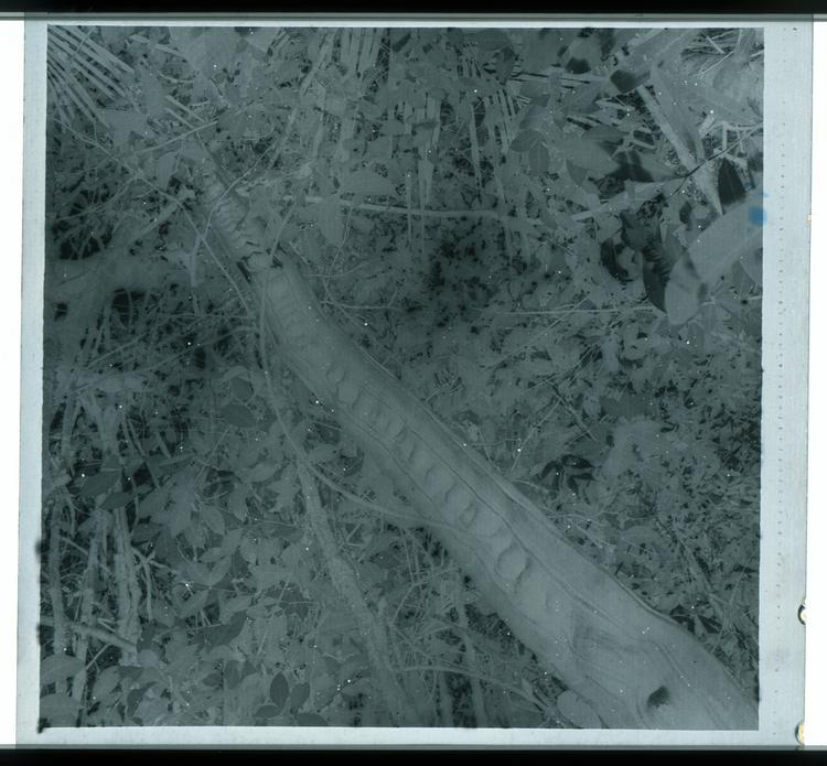 image of Black and white negative of intricate tree trunk that looks to have ladder notches in it, low view looking up