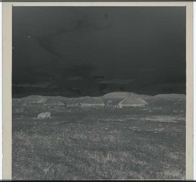 Image of Black and white negative long view of three huts in open field with minimal clouds and pig walking/grazing in mid-ground