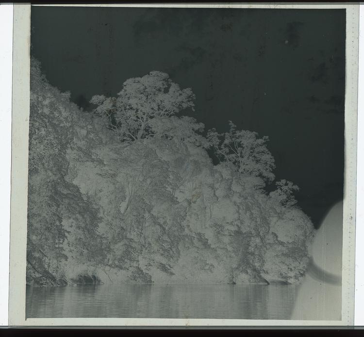 Image of Black and white negative of mass of trees along river with clear skies