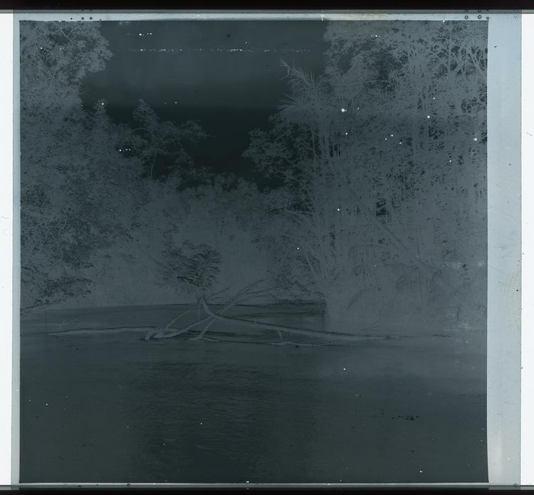 image of Black and white negative view of branches across tree-lined river