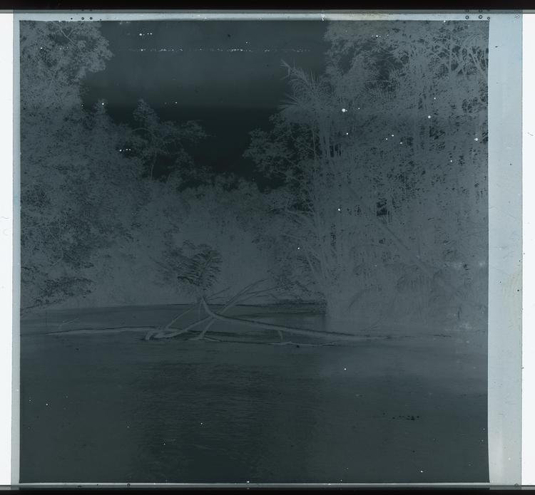 Image of Black and white negative view of branches across tree-lined river