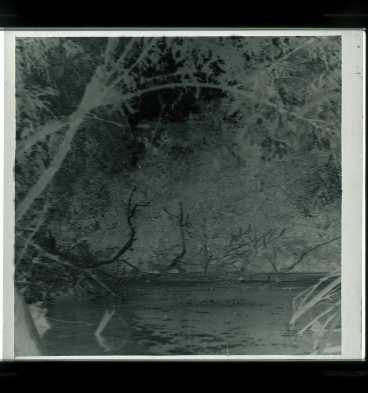 Image of Black and white negative of tree-enclosed river view with branches sticking up out of water