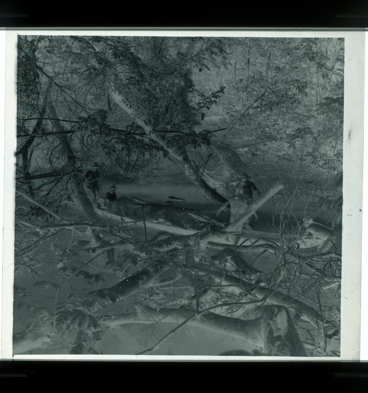 Image of Black and white negative of Wai Wai tribe members and expedition member moving a canoe as seen through branches of trees